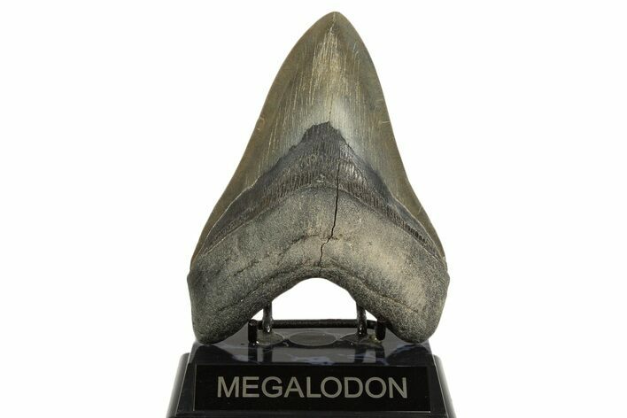 Huge, Fossil Megalodon Tooth - Georgia #338620